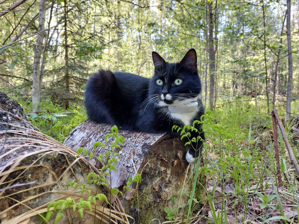 Nipsun Kissapalvelut Oy:n toimitusjohtaja Nipsu makoilee koivupöllin päällä kevätiltana.